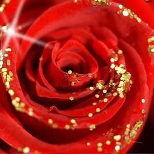 Meet your Posher, Rosy